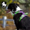 HARNAIS DE DRESSAGE ET PROMENADE POUR CHIEN REGLABLE TRUELOVE "COUNTRY"