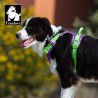 HARNAIS DE DRESSAGE ET PROMENADE POUR CHIEN REGLABLE TRUELOVE "COUNTRY"