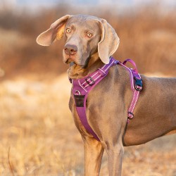 HARNAIS DE DRESSAGE ET PROMENADE POUR CHIEN REGLABLE TRUELOVE "COUNTRY"