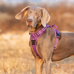 HARNAIS DE DRESSAGE ET PROMENADE POUR CHIEN REGLABLE TRUELOVE "COUNTRY"