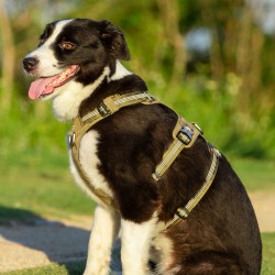 HARNAIS 3 POINTS WINHYEPET ANTI FUGUE SAFETY (gamme TRUELOVE)