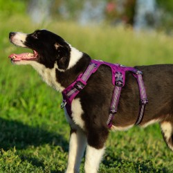 HARNAIS 3 POINTS WINHYEPET ANTI FUGUE SAFETY (gamme TRUELOVE)