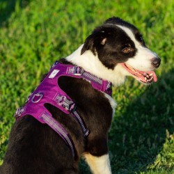 HARNAIS 3 POINTS WINHYEPET ANTI FUGUE SAFETY (gamme TRUELOVE)