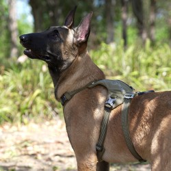 HARNAIS 3 POINTS TACTIQUE ANTI FUGUE WINHYEPET SAFETY 3 POINTS