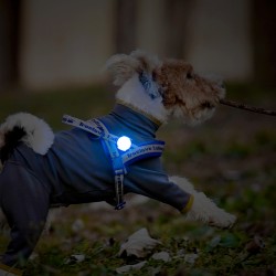 LED True Love visibilité nuit collier et harnais