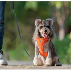 HARNAIS CHIHUAHUA - SPITZ- YORKSHIRE- PEKINOIS- PINSCHER- TECKEL- SHIH TZU- CANICHE- SOFT + LAISSE