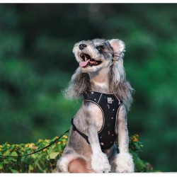 HARNAIS CHIHUAHUA - SPITZ- YORKSHIRE- PEKINOIS- PINSCHER- TECKEL- SHIH TZU- CANICHE- SOFT + LAISSE