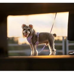 HARNAIS CHIHUAHUA - SPITZ- YORKSHIRE- PEKINOIS- PINSCHER- TECKEL- SHIH TZU- CANICHE- SOFT + LAISSE