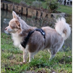 HARNAIS CHIHUAHUA - SPITZ- YORKSHIRE- PEKINOIS- PINSCHER- TECKEL- SHIH TZU- CANICHE- SOFT + LAISSE