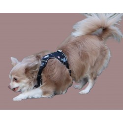 HARNAIS CHIHUAHUA - SPITZ- YORKSHIRE- PEKINOIS- PINSCHER- TECKEL- SHIH TZU- CANICHE- SOFT + LAISSE